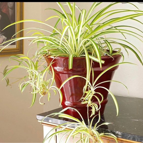 Spider Plant Starter - Picture 2 of 11